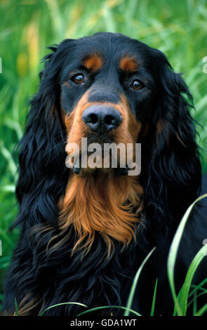 Chien SETTER GORDON, PORTRAIT D'ADULTE Banque D'Images