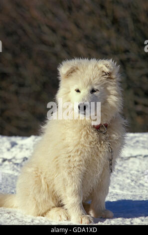 Chien chiot samoyède, assis sur la neige Banque D'Images