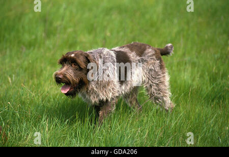 Chien Griffon Korthal ou Wire-Haired Chien Banque D'Images