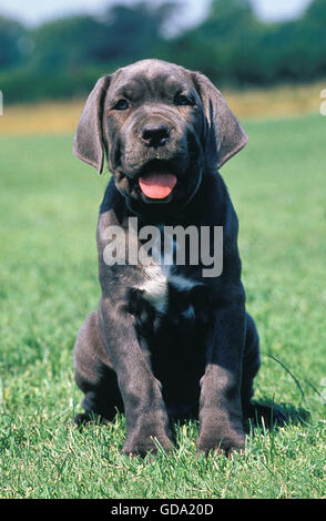 Chien DE MASTIFF napolitain, PUP SITTING ON GRASS Banque D'Images