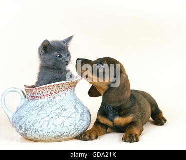 Chiot teckel à poil lisse avec chaton CHARTREUX Banque D'Images