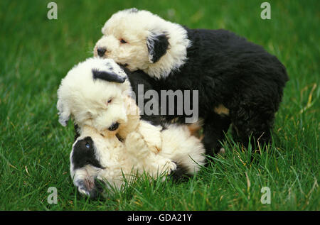 Chien Bobtail ou Old English Sheepdog, Pup jouant sur l'herbe Banque D'Images