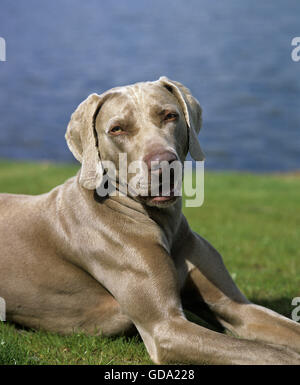 Pointeur de Weimar chien près du lac Banque D'Images