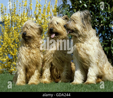Chien Briard (ancienne norme Race à couper les oreilles), les adultes debout sur l'herbe Banque D'Images