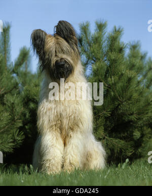 Chien Briard (ancienne norme Race à couper les oreilles), des profils comité permanent sur l'herbe Banque D'Images