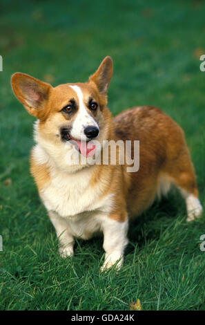 Pembroke Welsh Corgi debout sur l'herbe Banque D'Images
