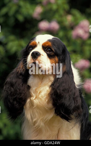 Cavalier King Charles Spaniel, Portrait de chien, tricolore Banque D'Images