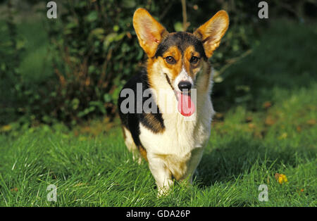 Pembroke Welsh Corgi debout sur l'herbe Banque D'Images