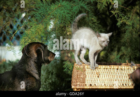 Burmese Lilas chat domestique, chaton en position défensive avec un fil Teckel Poil Banque D'Images