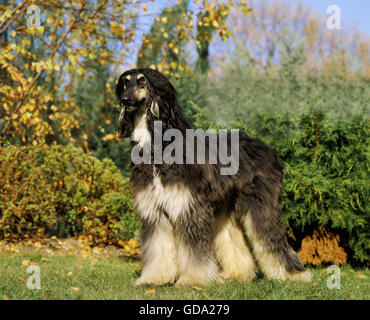 Lévrier Afghan, Chien adulte debout sur l'herbe Banque D'Images