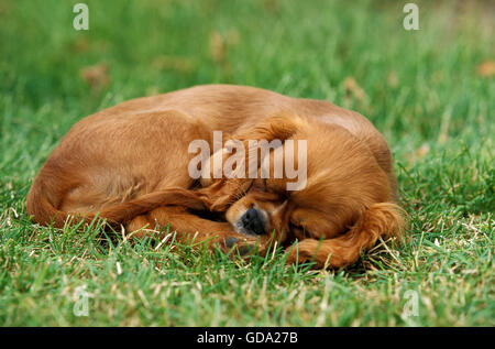 Cavalier King Charles Spaniel chiot dormir sur l'herbe, Ruby Banque D'Images