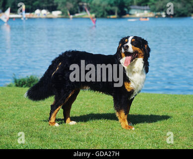 Bernois près du lac Banque D'Images