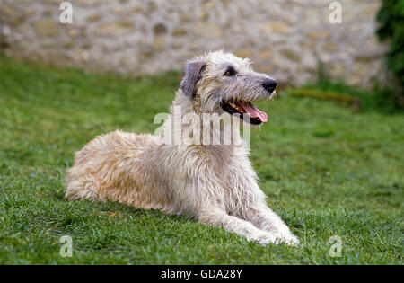 Irish Wolfhound, des profils portant sur l'herbe Banque D'Images