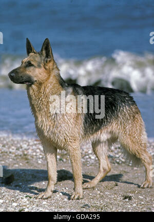 Berger allemand, des profils standing on Beach Banque D'Images