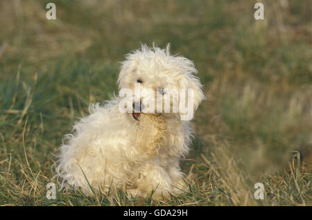 Bichon Frise chien, des profils de mordre sa patte Banque D'Images