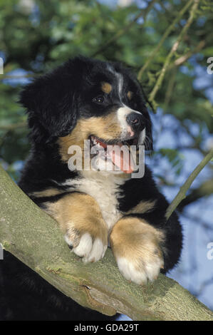 Bouvier Bernois, chiot dans un arbre Banque D'Images