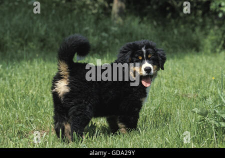 Bernois, Pup sur la pelouse Banque D'Images