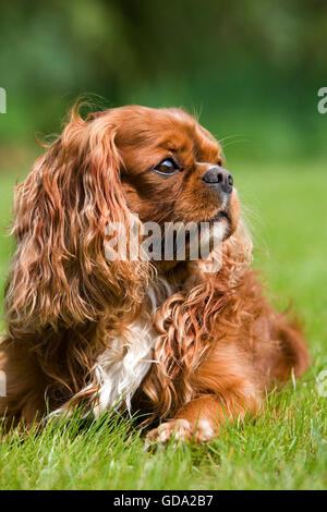 CAVALIER KING CHARLES SPANIEL, Ruby Banque D'Images