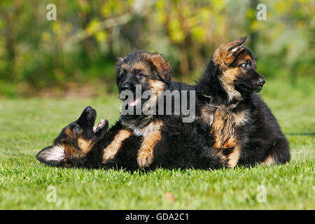 Berger Allemand Chiots jouant sur l'herbe Banque D'Images