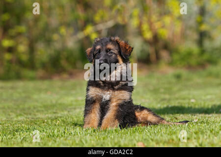 Berger Allemand chiots sitting on Grass Banque D'Images