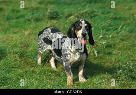 Basset Bleu de Gascogne ou Basset Bleu de Gascogne, le chien sur l'herbe Banque D'Images