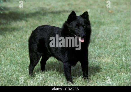 Schipperke Dos sur pelouse Banque D'Images