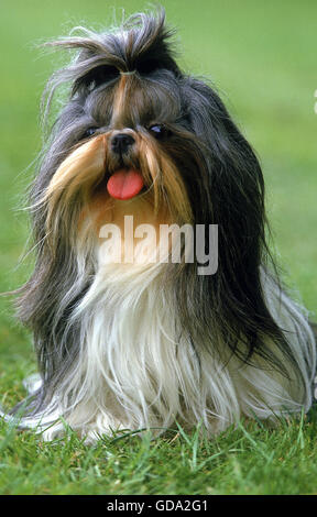Shi Tzu dog sitting on Grass Banque D'Images