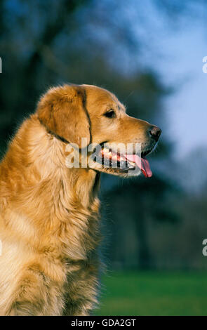 Golden Retriever Dog, Portrait d'adulte Banque D'Images