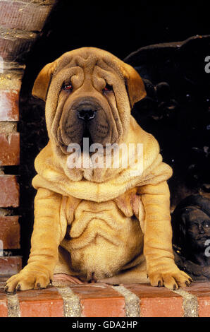 Shar Pei, chien chiot près de Fire Place Banque D'Images