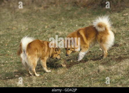 Chien de Berger islandais Islande ou sur l'herbe Banque D'Images