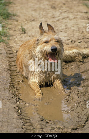 Picardie, Chien de Berger dans l'eau pose Adultes Banque D'Images