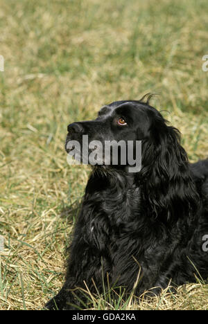 Chien Epagneul Bleu de Picardie portant sur l'herbe Banque D'Images