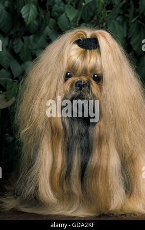 Shi Tzu chien, des profils avec de longs cheveux Banque D'Images