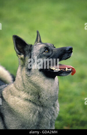 Portrait de chien Elkhound norvégien Banque D'Images