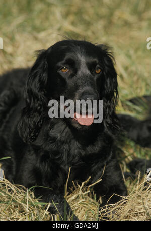 Chien Epagneul Bleu de Picardie portant sur l'herbe Banque D'Images