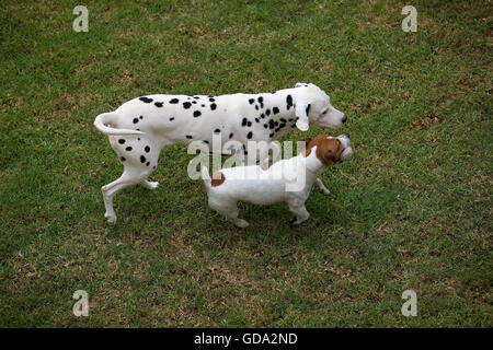 JACK RUSSELL TERRIER DALMATIEN ET JOUANT DANS UN JARDIN Banque D'Images