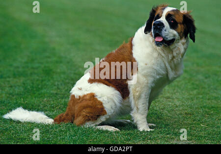 Chien Saint Bernard, ADULTE SITTING ON GRASS Banque D'Images