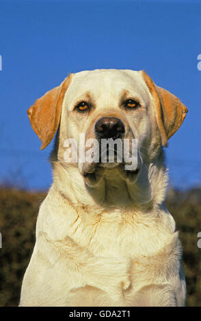 Yellow Labrador Retriever, Portrait d'adulte Banque D'Images