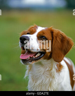 Chien épagneul breton, Portrait Banque D'Images