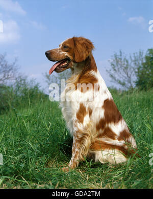 Épagneul Breton, dog sitting on Grass Banque D'Images