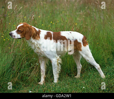 Chien épagneul breton, sur l'herbe Banque D'Images