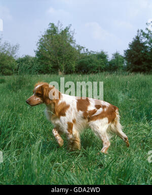 Chien épagneul breton, pointant Banque D'Images