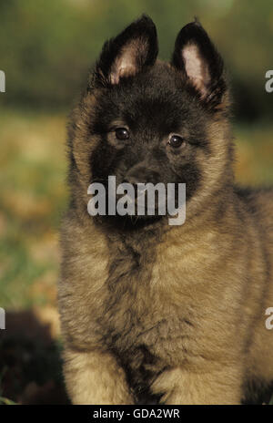 Chien de Berger Belge Tervueren ou, Portrait de Pup Banque D'Images