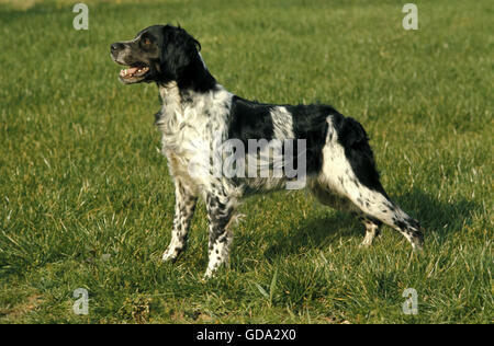 Chien Épagneul Breton sur l'herbe Banque D'Images
