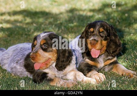 Picardie Spaniel Puppies portant sur l'herbe Banque D'Images