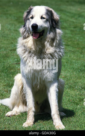 GREAT PYRENEES DOG ou chien de Montagne des Pyrénées, DES PROFILS SITTING ON GRASS Banque D'Images