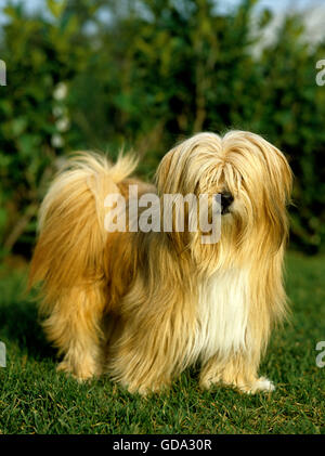 Chien de terrier tibétain sur la pelouse Banque D'Images
