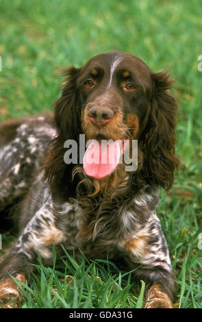 Picardie Spaniel Chien avec la langue, portant sur l'herbe Banque D'Images