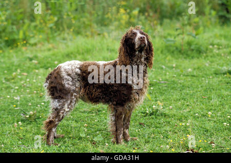 Pont Audemer Spaniel Chien sur l'herbe Banque D'Images