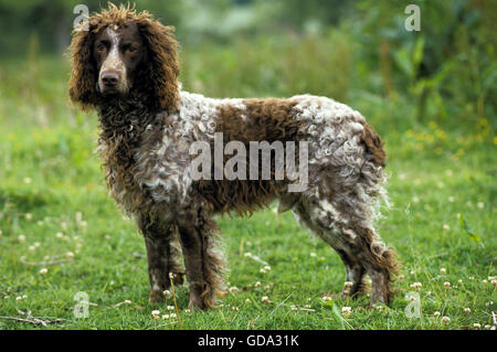 Pont Audemer Spaniel Chien sur l'herbe Banque D'Images